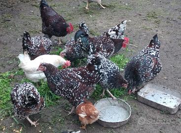 Gruppo sussex millefiori