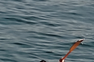 Canoa