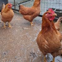 Galline