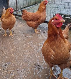 Galline