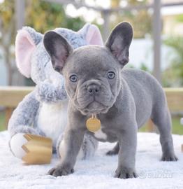 BULLDOG FRANCESE - BOULEDOGUE BLU pag comode rate