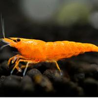 Neo Caridina Davidi Arancione