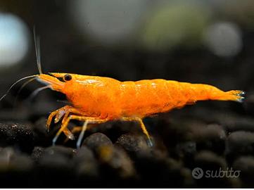 Neo Caridina Davidi Arancione