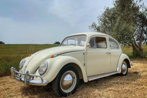 Volkswagen Maggiolino