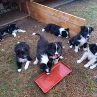 Cuccioli di Border Collie