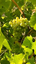 Uva atta a Fiano di Avellino docg, Lapio (Av)