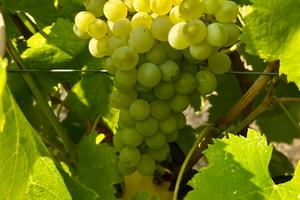 Uva atta a Fiano di Avellino docg, Lapio (Av)