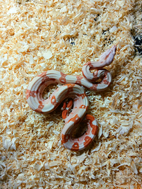 Boa constrictor imperator sunglow amber