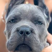 Cuccioli cane corso con pedigree