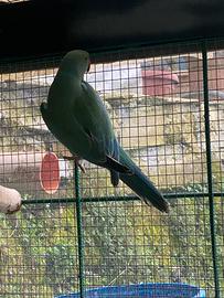 Parrocchetti dal Collare