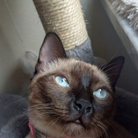 Gatta siamese