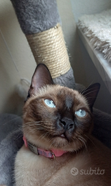 Gatta siamese