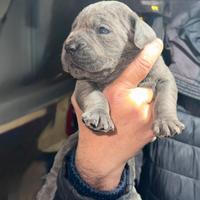 Cuccioli di cane corso