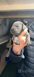 Cuccioli di cane corso