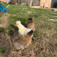 Gallina