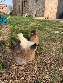 Gallina