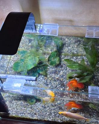 Acquario 20litri  in vetro con filtro e luce
