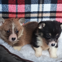 Welsh Corgi Pembroke con pedigree ENCI