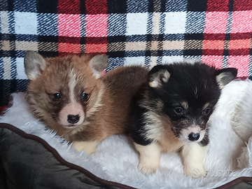 Welsh Corgi Pembroke con pedigree ENCI