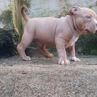 American bully