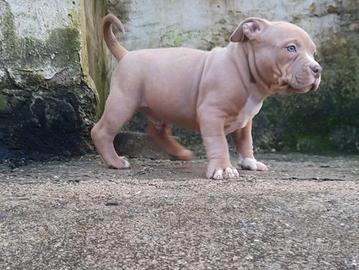 American bully