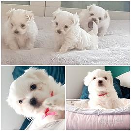 Cuccioli di maltese maschio e femmina