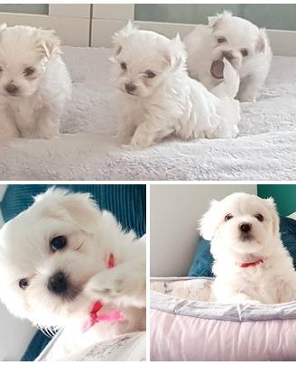Cuccioli di maltese maschio e femmina