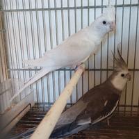 Coppia da riproduzione albina P.ac.hino