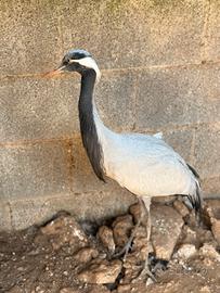 Gru , Caroline, pavoni , galline