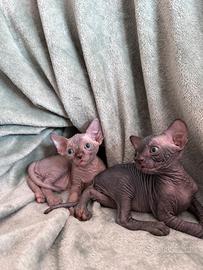 Cucciolo Sphynx maschio con Pedigree