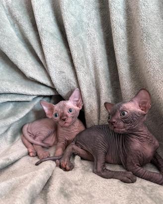 Cucciolo Sphynx maschio con Pedigree