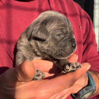 Cuccioli di cane corso