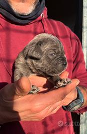 Cuccioli di cane corso