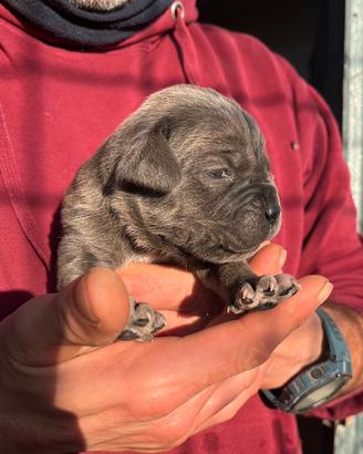 Cuccioli di cane corso