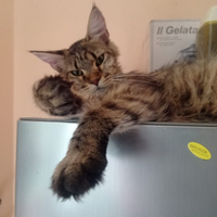 Maine Coon Femmina