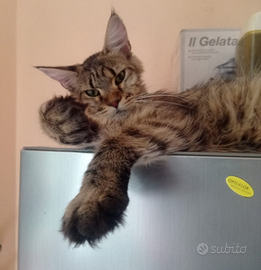 Maine Coon Femmina