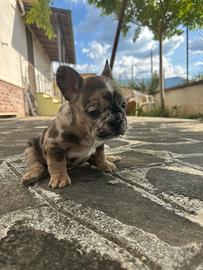 Bulldog francese merlè