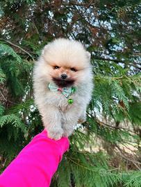 Spitz TOY pomerania 2 mesi Arancio