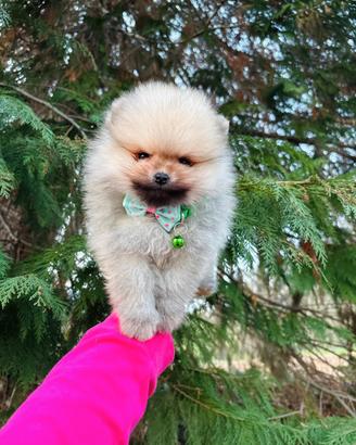 Spitz TOY pomerania 2 mesi Arancio