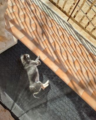 Chihuahua toy