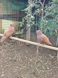 Piccioni ornamentali