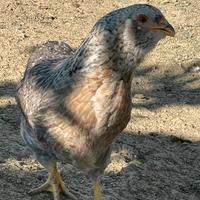 Araucana tedesca gigante