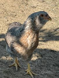 Araucana tedesca gigante