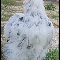 Galline moroseta coppia silkie