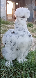 Galline moroseta coppia silkie