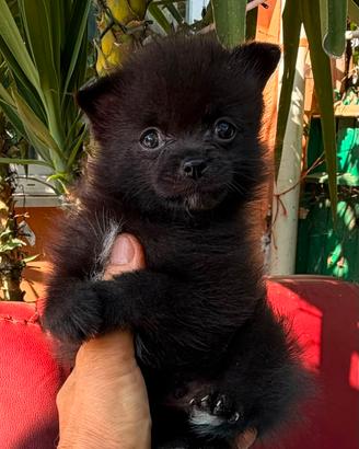Spitz maschio 