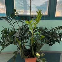Pianta Zamioculcas