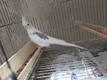 Calopsite femmina fc