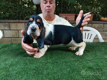 Cuccioli bassethound
