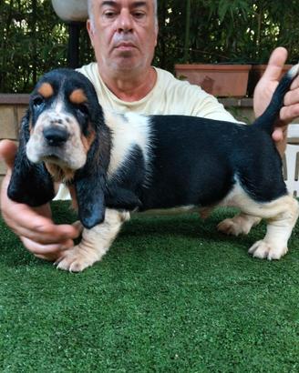 Cuccioli bassethound